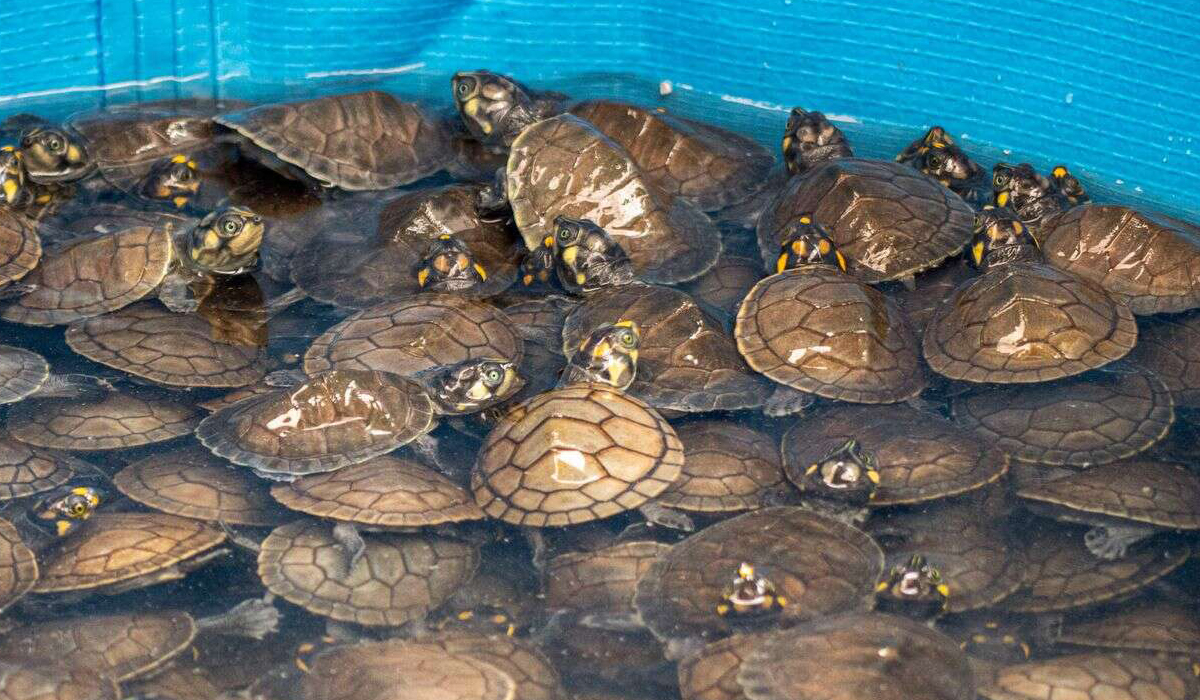 Peru seizes 4,000 live Amazon turtles at airport